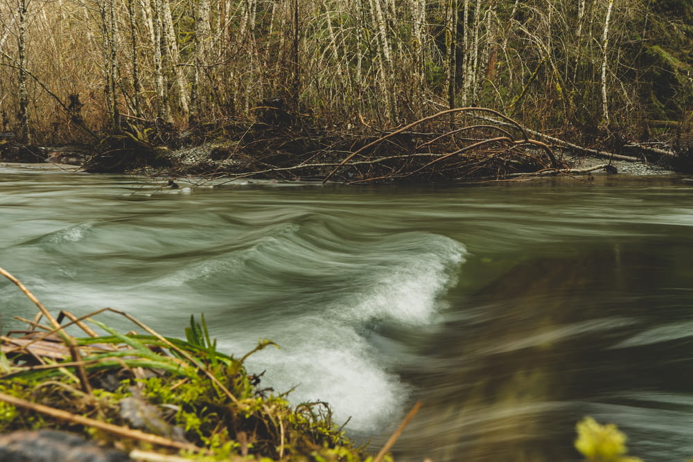 a river running through a lush green forest