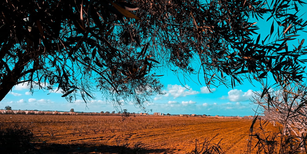 나무와 푸른 하늘을 배경으로 한 흙밭