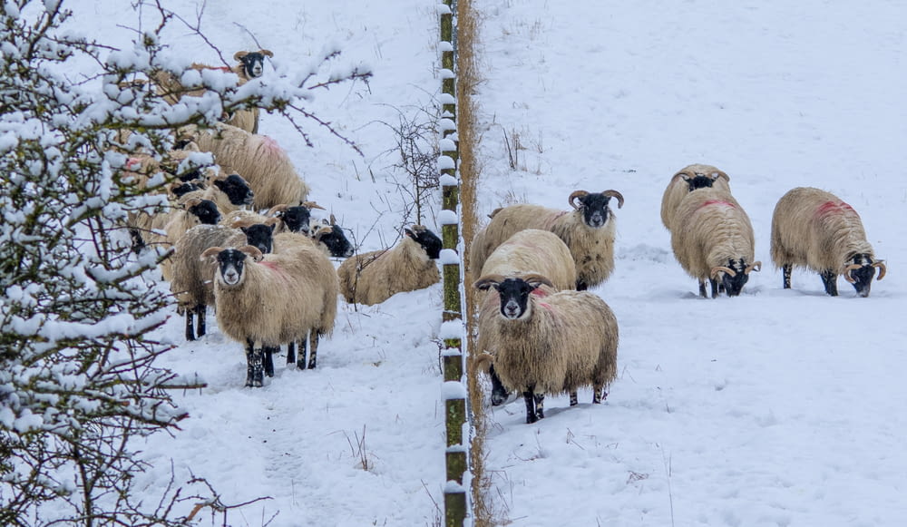 a herd of sheep walking across a snow covered field