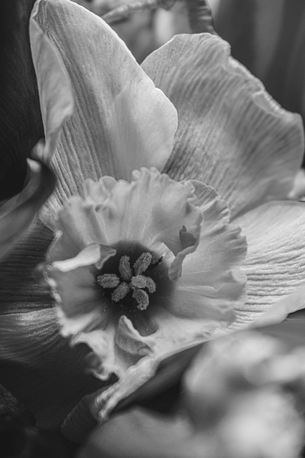 a black and white photo of a flower
