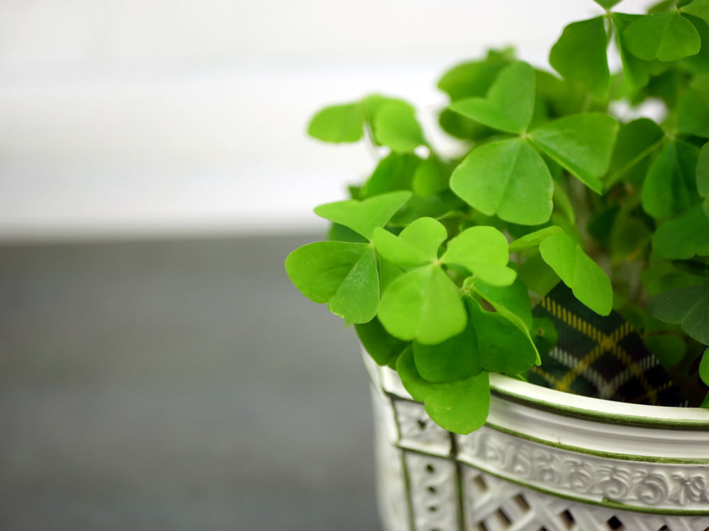 a close up of a potted plant with green leaves