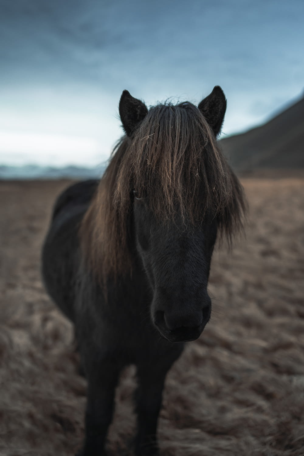 a black horse standing on top of a dry grass field