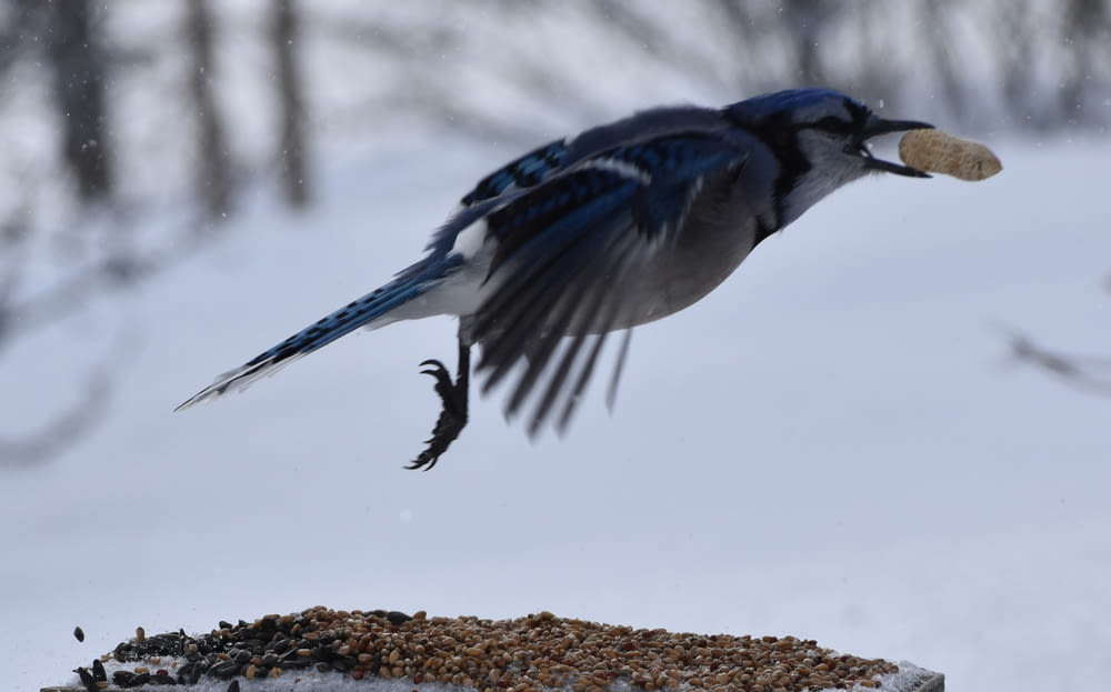 a bird flying over a bird feeder in the snow