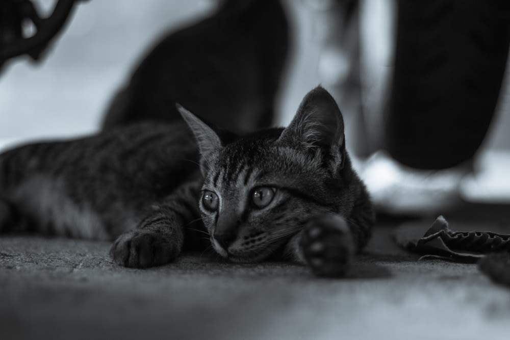 바닥에 누워있는 고양이의 흑백 사진