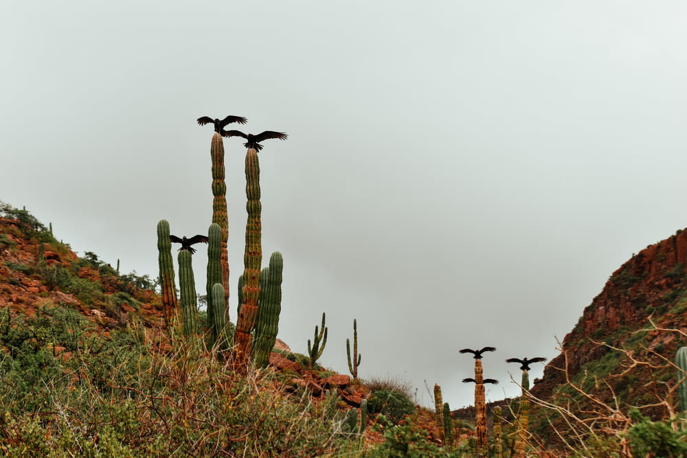a group of birds sitting on top of a tall cactus