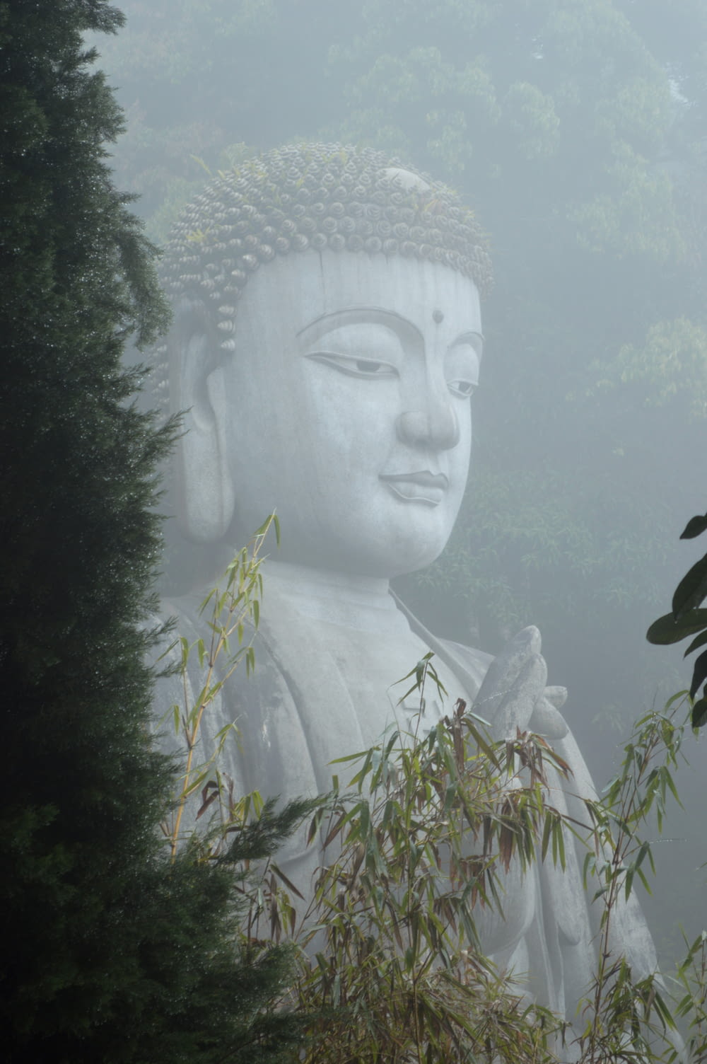 a statue of buddha surrounded by trees and fog
