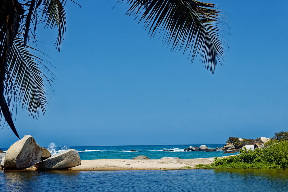 une vue d’une plage avec un palmier au premier plan