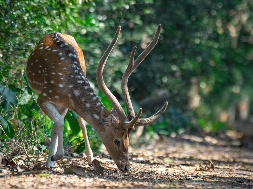 a deer grazing in the middle of a forest