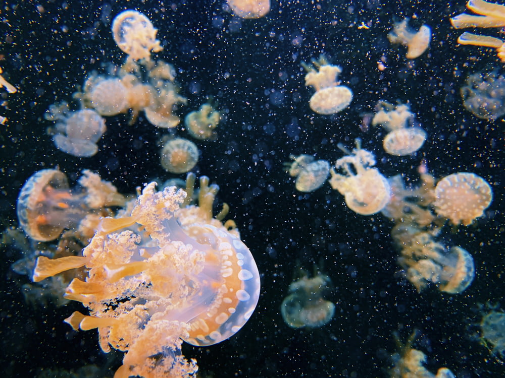 Un grupo de medusas nadando en un acuario