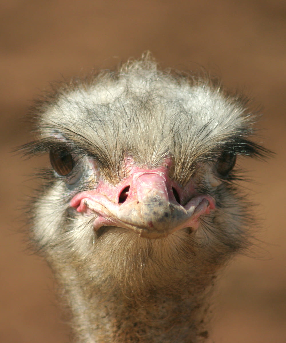 an ostrich looks at the camera while standing in front of a brown background