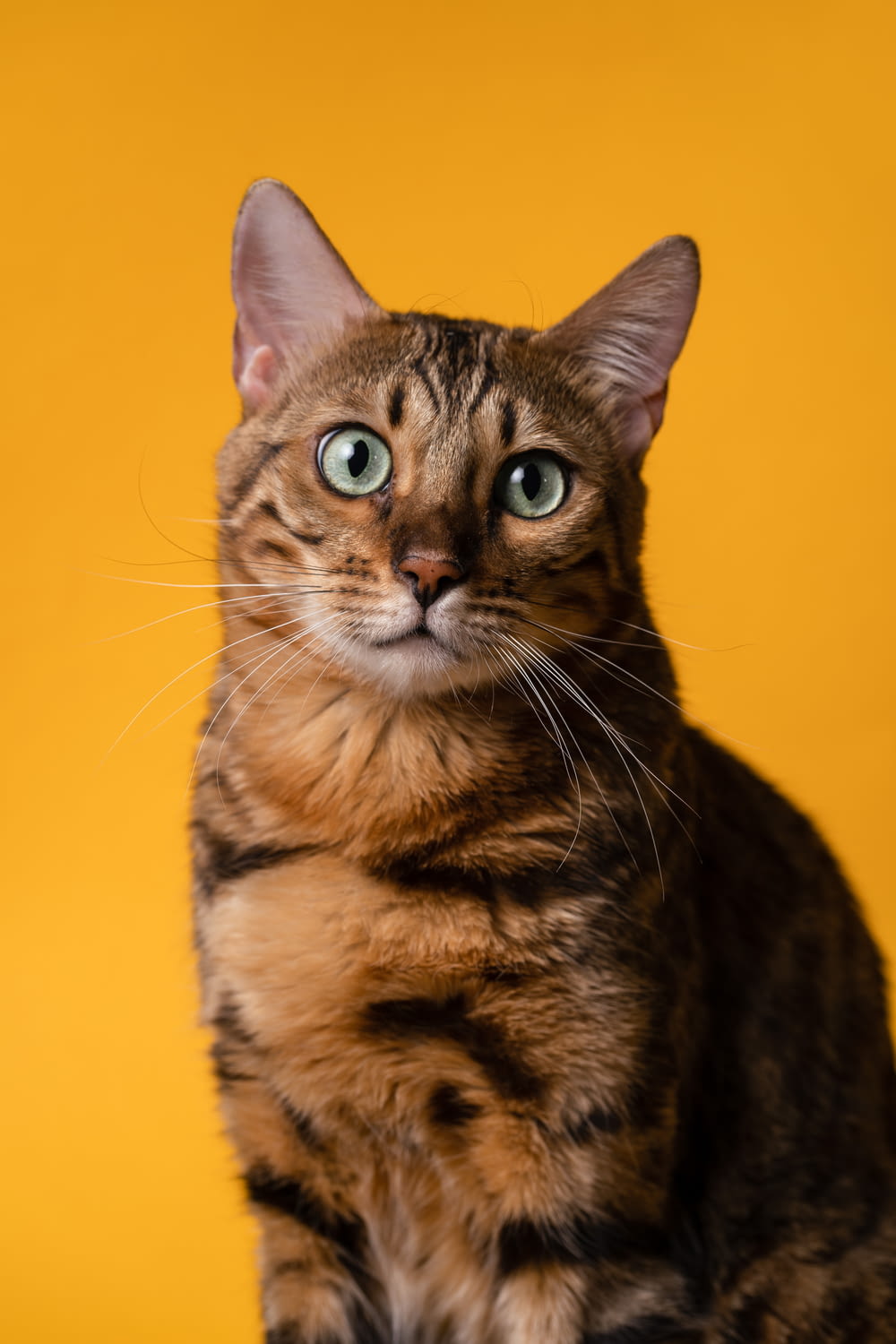 a cat sitting on top of a table with a yellow background