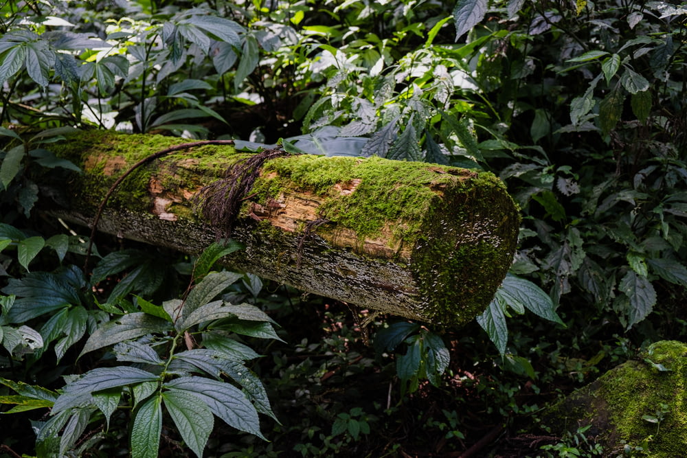 a mossy log in the middle of a forest