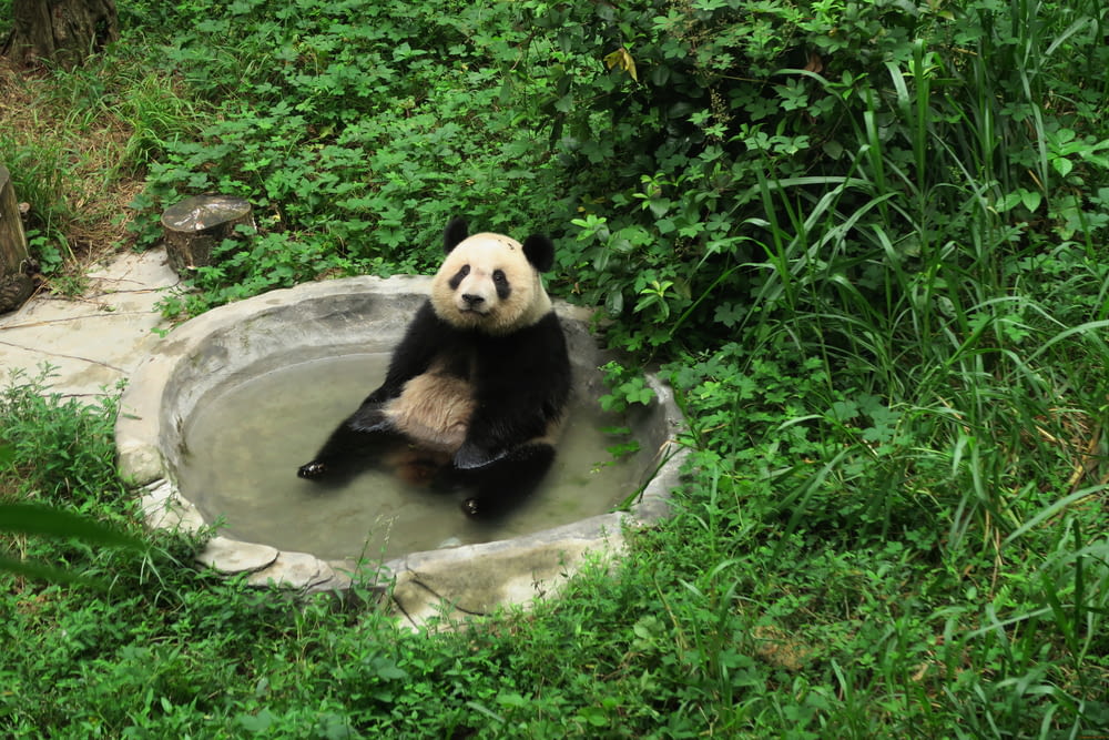 a panda bear sitting in a small pool of water