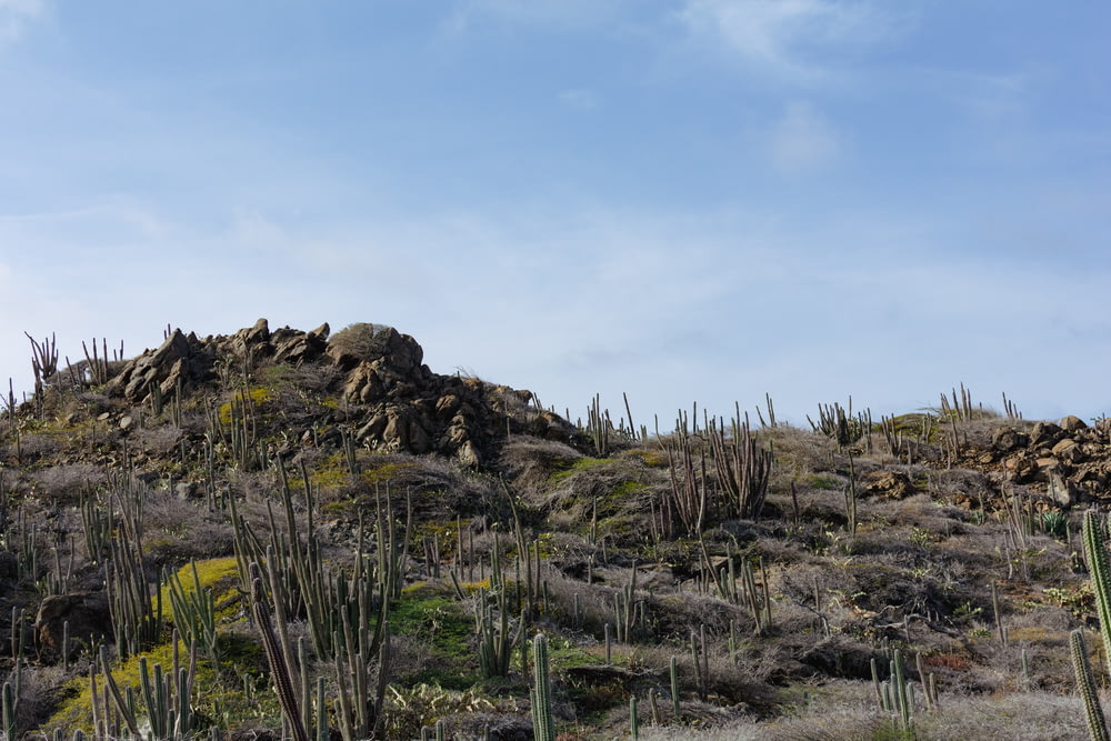 a hill with many cacti on top of it