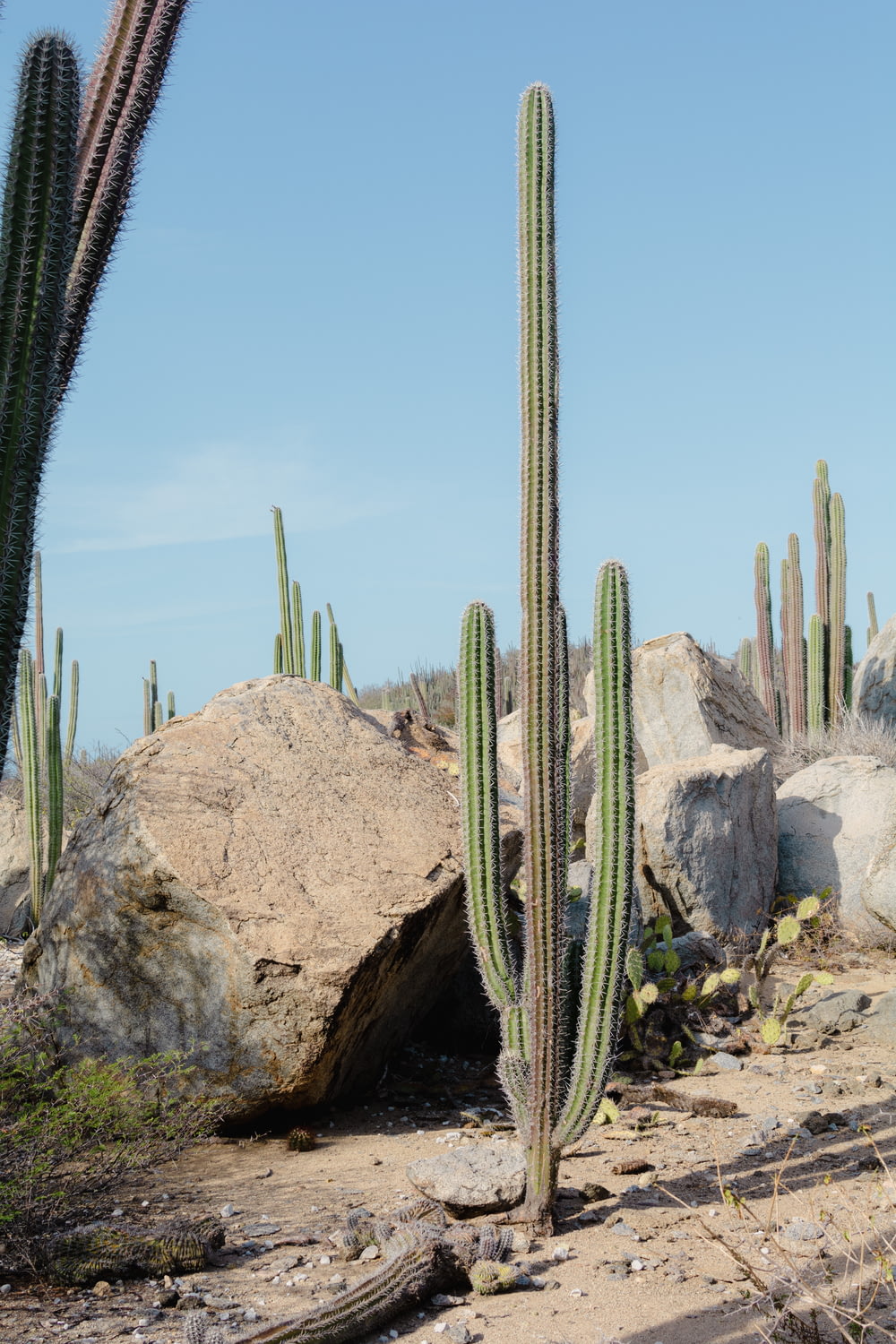 Un grand cactus au milieu d’un désert