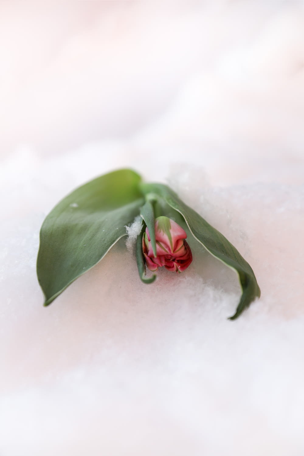 a small red flower sitting on top of a snow covered ground