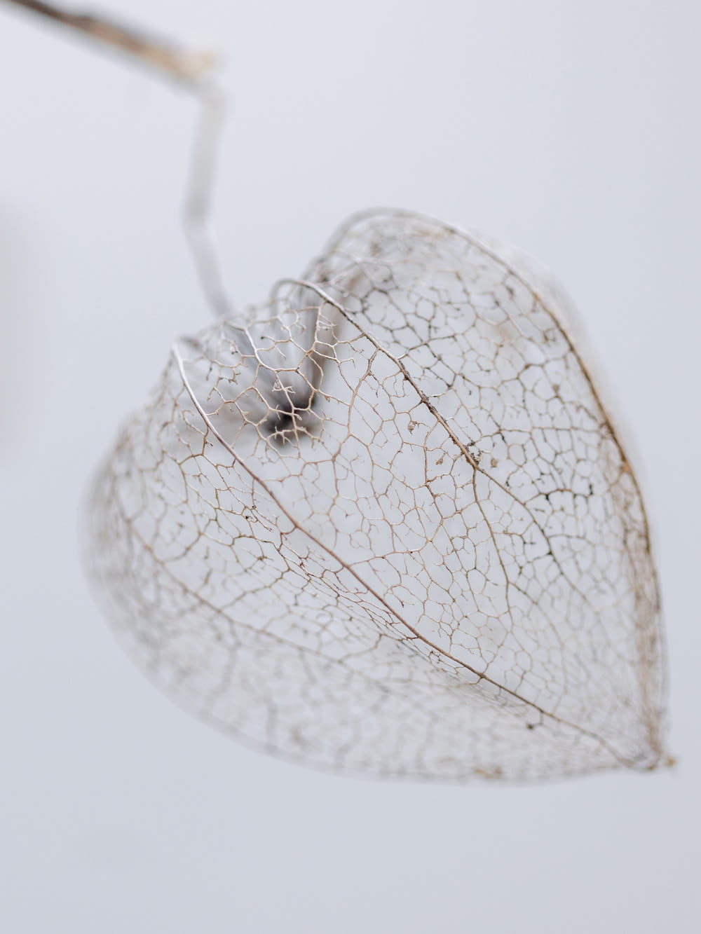 a close up of a leaf on a white background