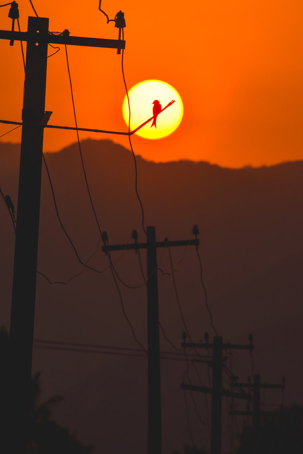 a bird sitting on a power line at sunset