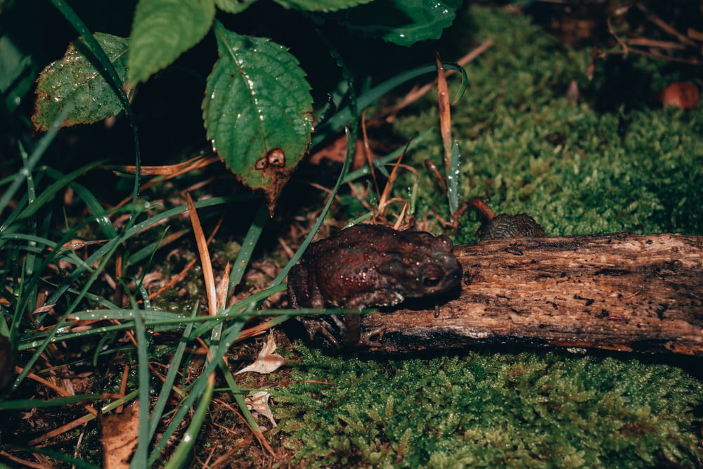 a frog sitting on a log in the grass