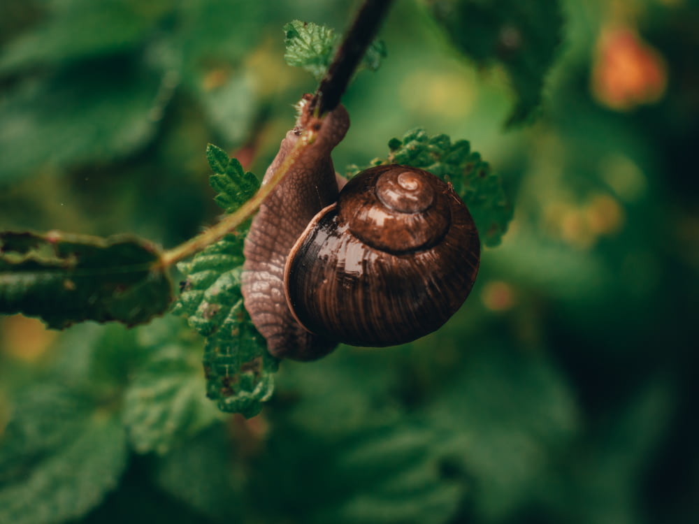 a snail that is sitting on a branch