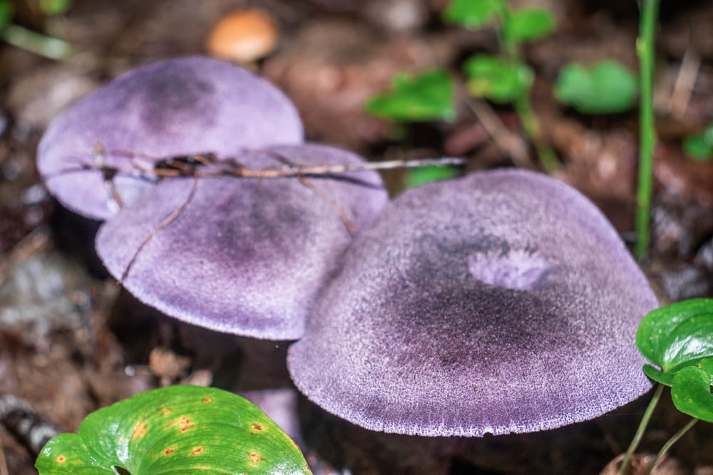 a couple of purple mushrooms sitting on top of a forest floor