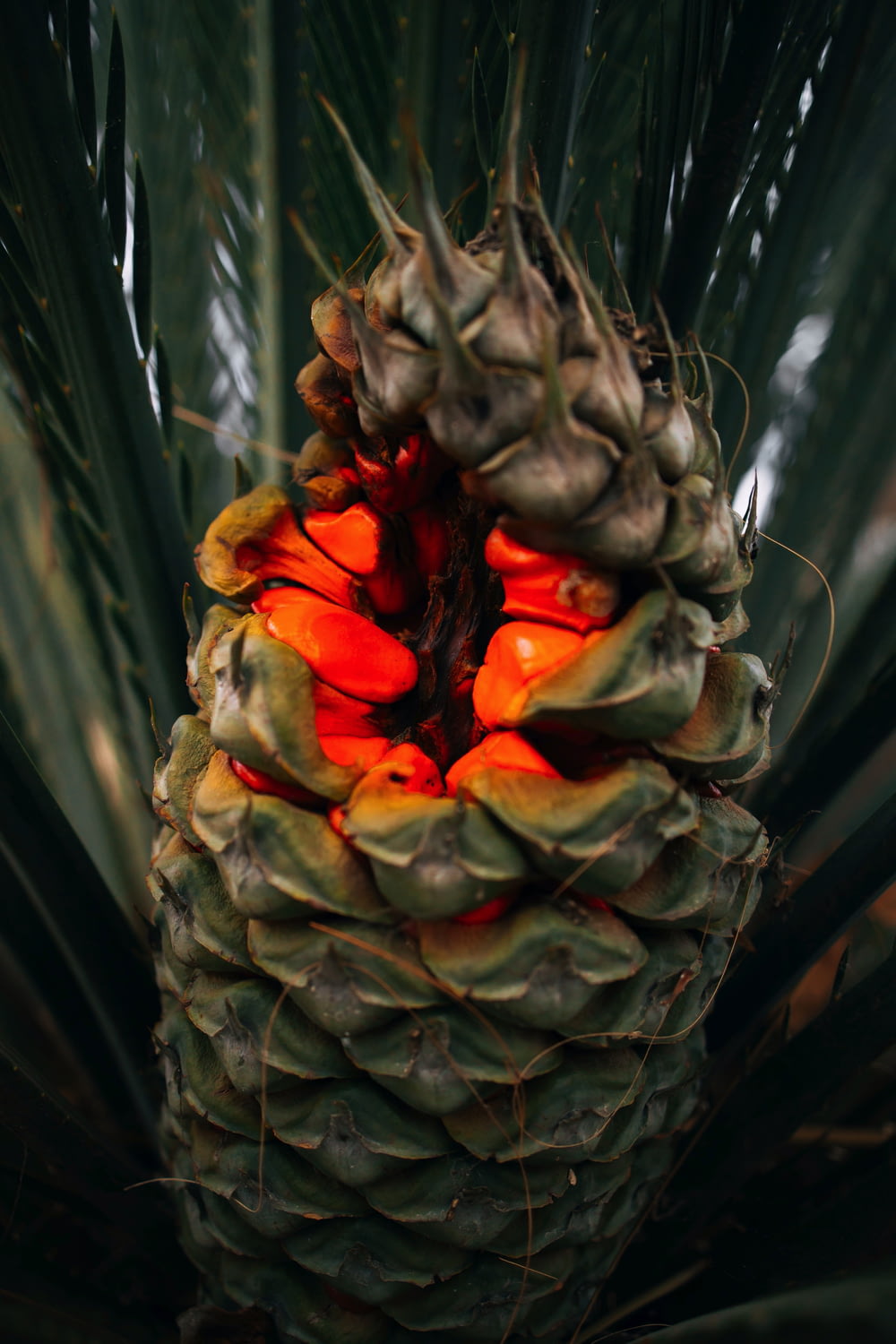 a close up of a pineapple fruit on a tree