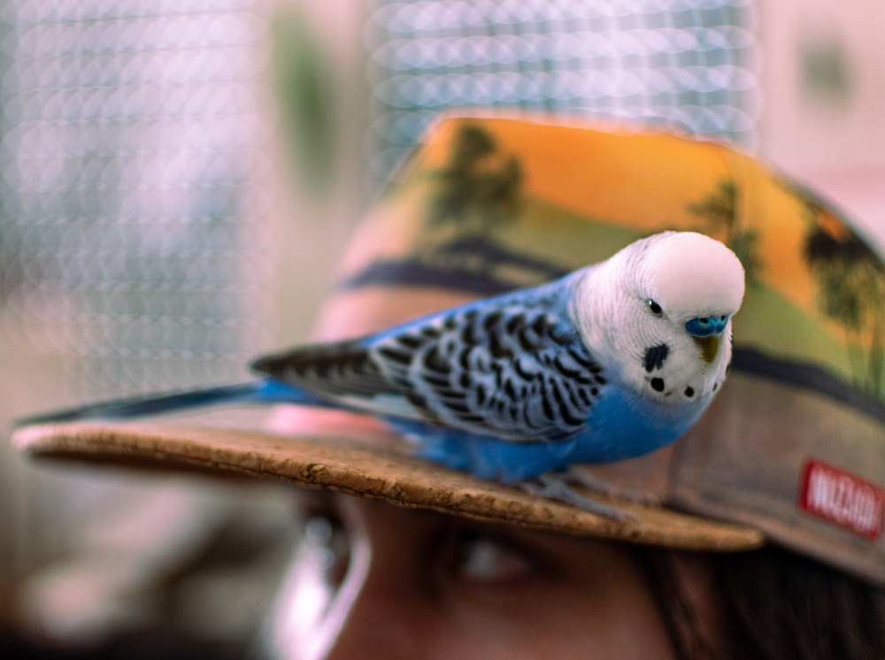 a blue and white parakeet perched on a woman's hat