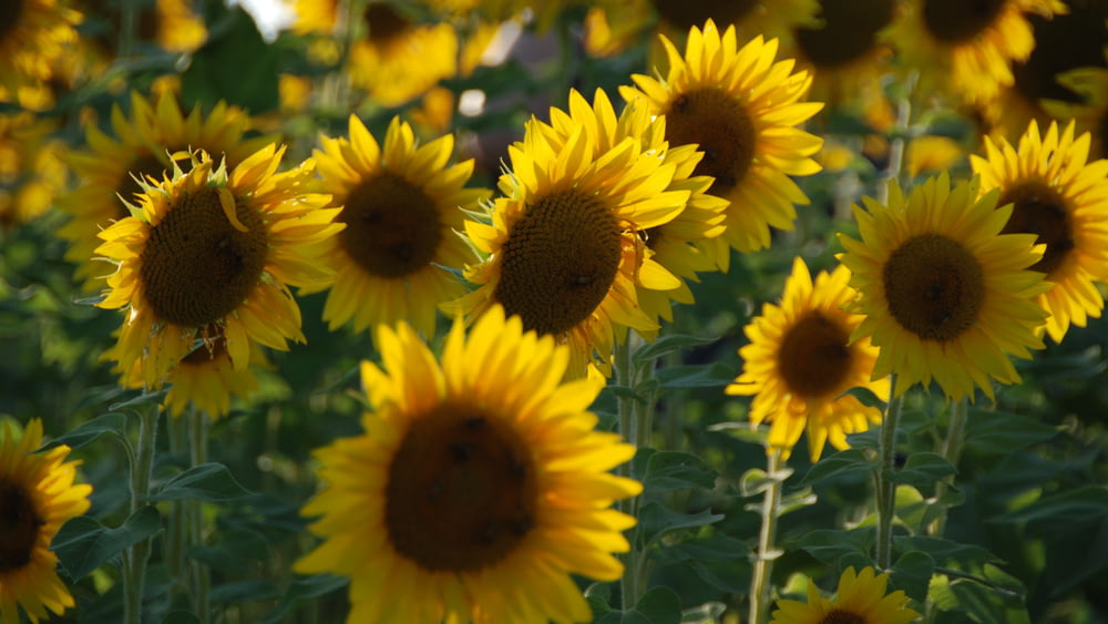 a field of yellow sunflowers with green leaves