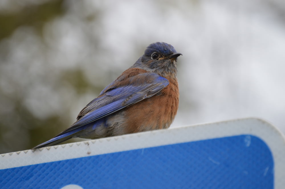a blue bird sitting on top of a blue and white sign