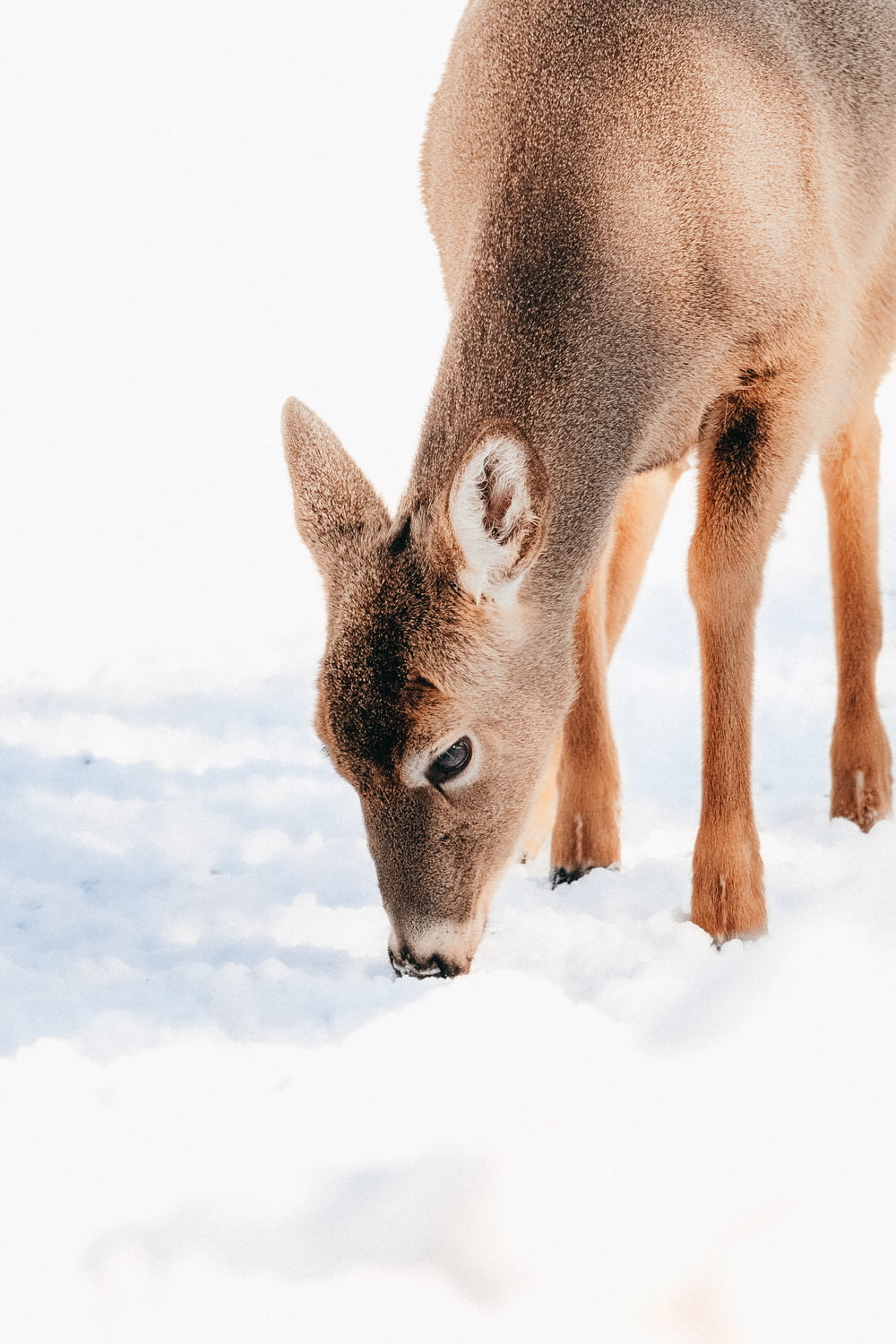 a small deer is standing in the snow