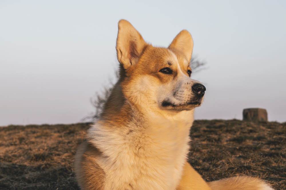 a brown and white dog sitting on top of a grass covered field