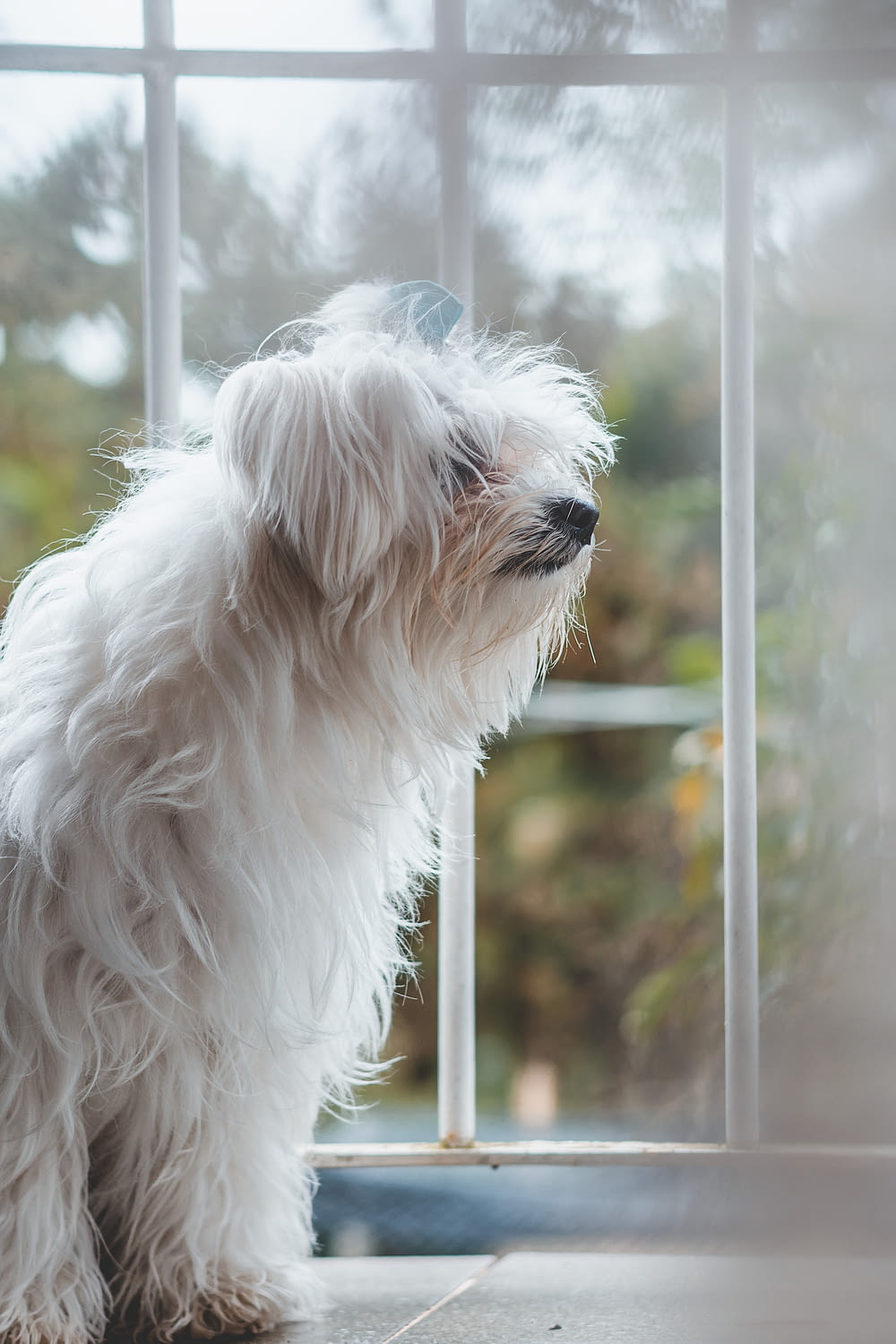 a white dog sitting in front of a window