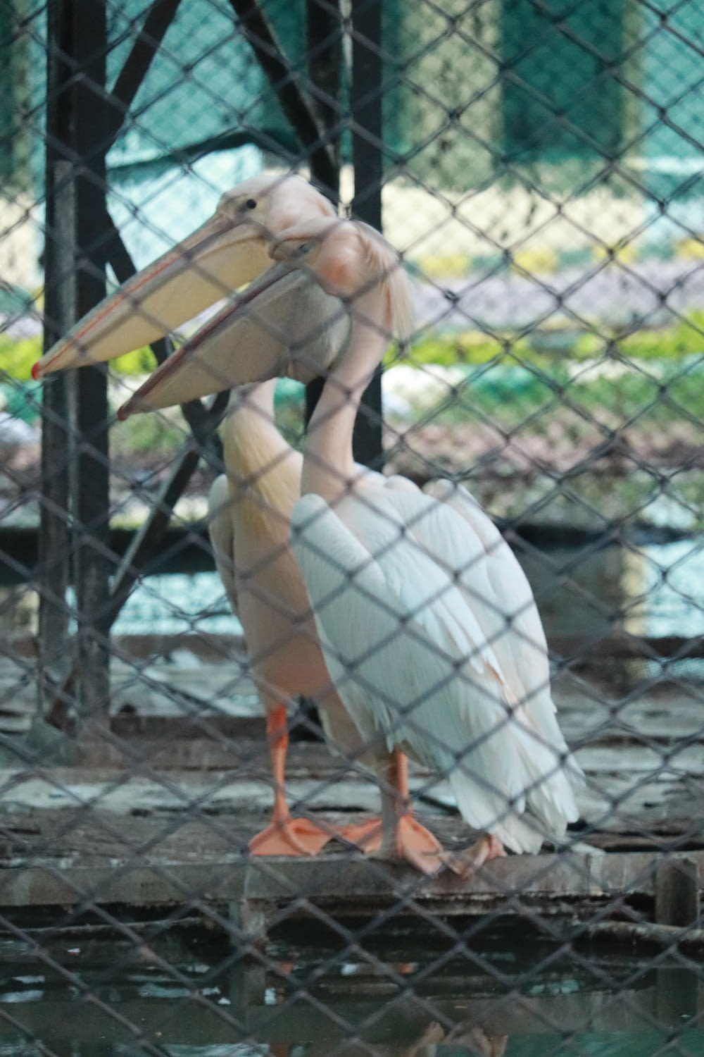 a pelican is standing in the water behind a chain link fence