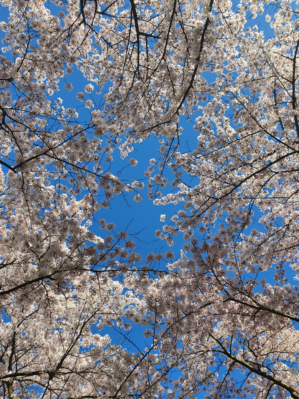 a view of a tree with white flowers and a blue sky in the background