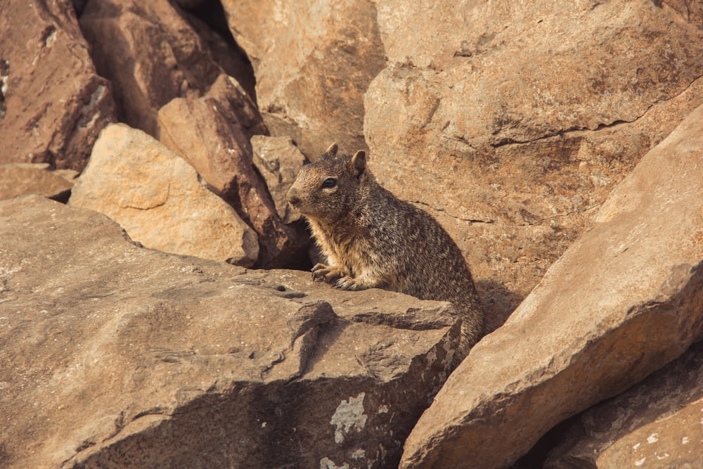 a small animal sitting on top of a large rock