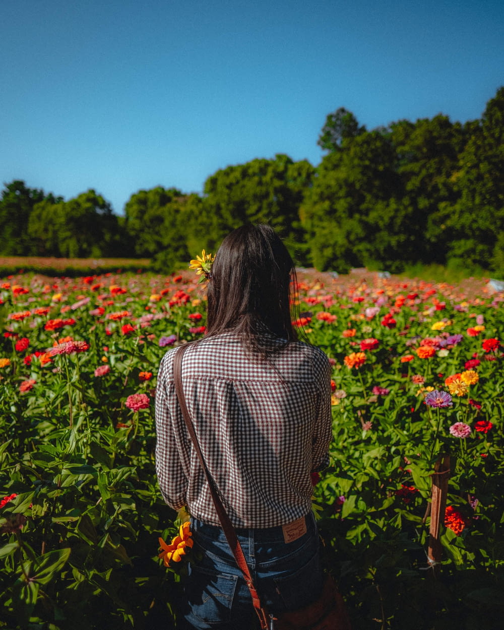 a person looking at a field of flowers