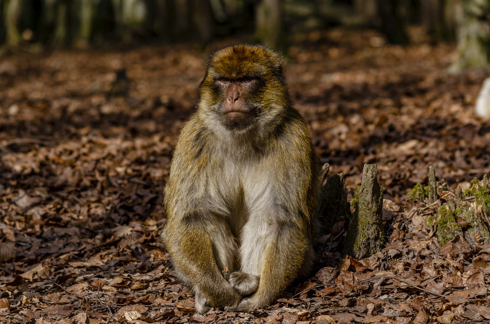 a monkey sitting on the ground