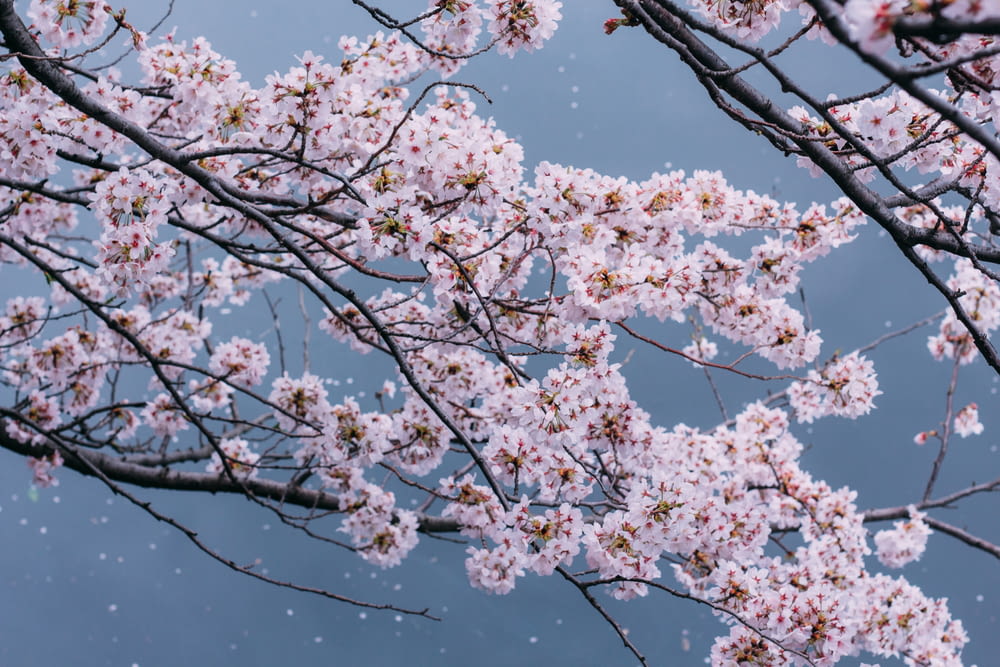 a cherry blossom tree with a blue sky in the background