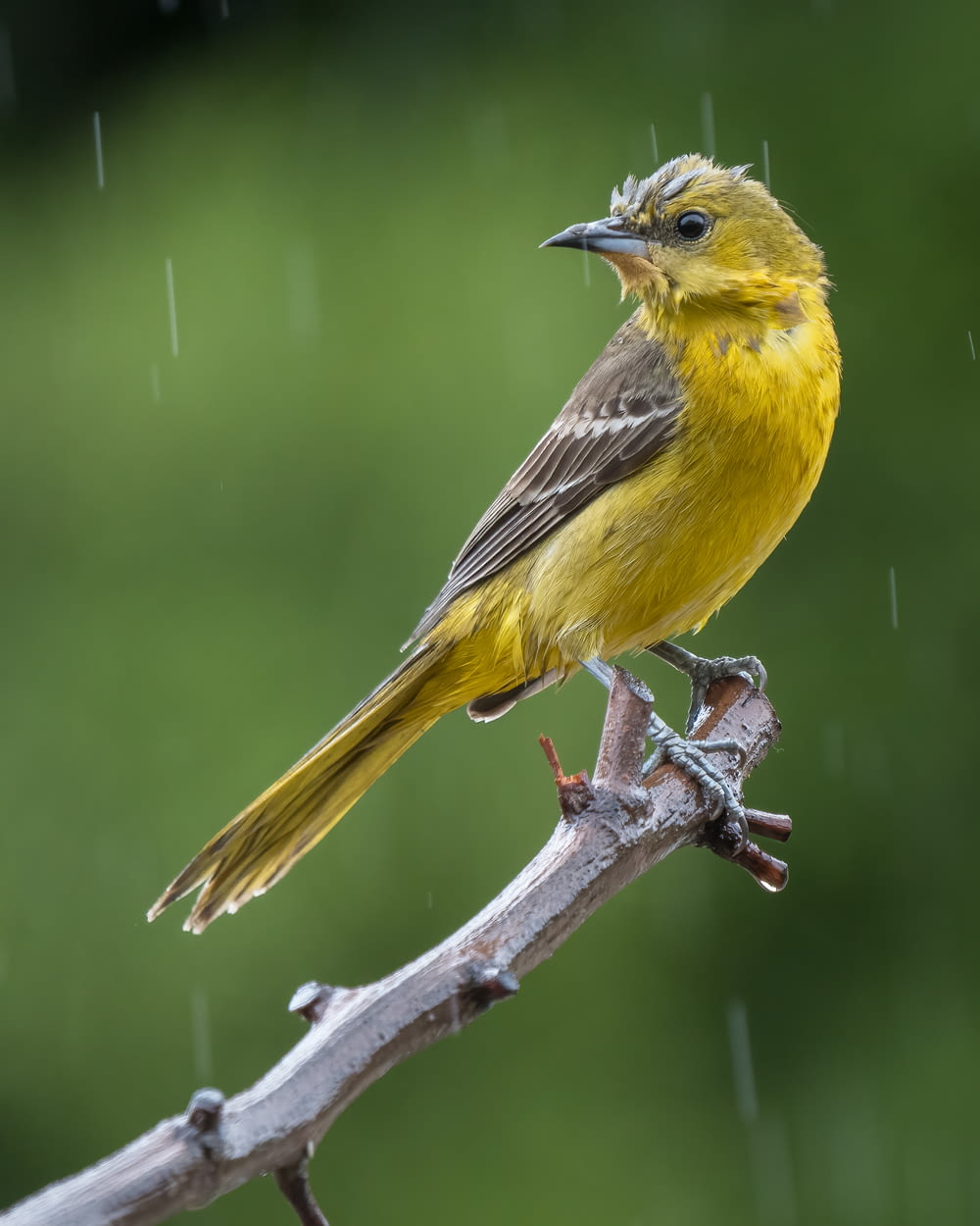a yellow bird sitting on a branch in the rain