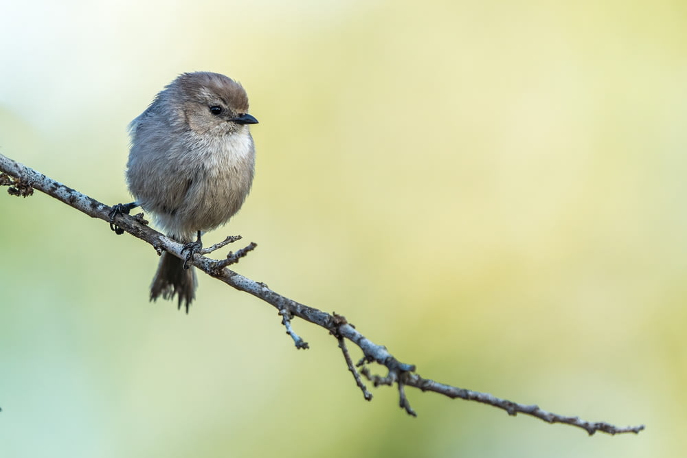 a small bird is sitting on a branch