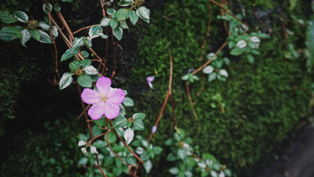 a pink flower growing on the side of a green wall
