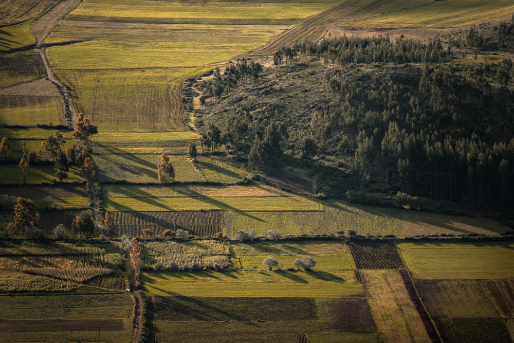 an aerial view of a field with trees and animals