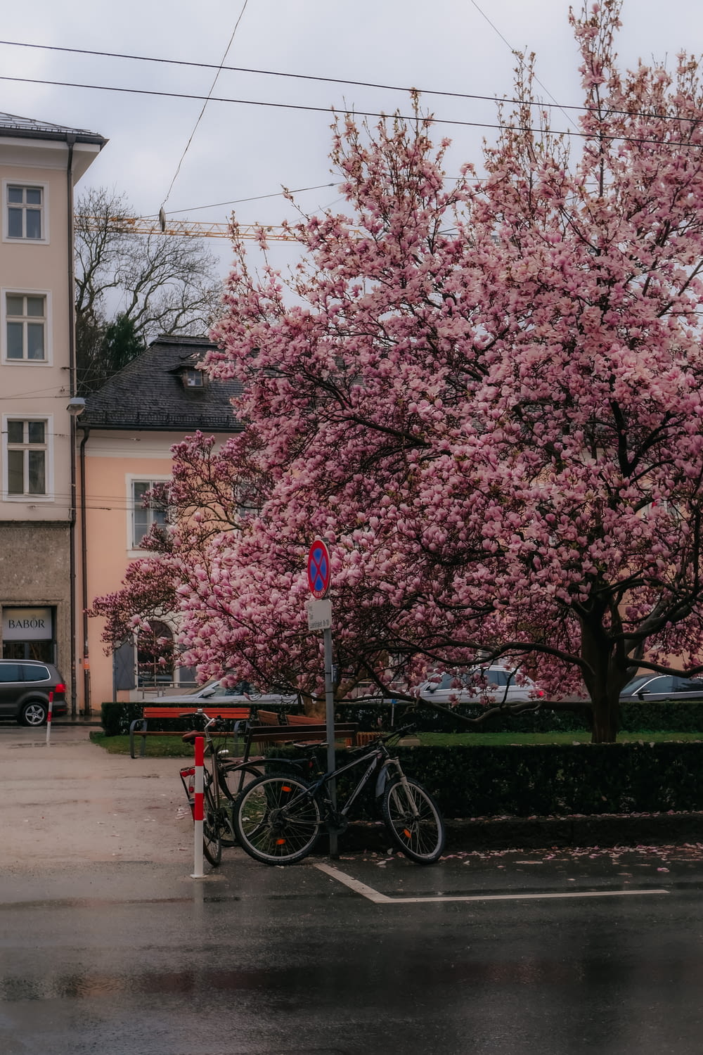 a bike parked next to a tree with pink flowers