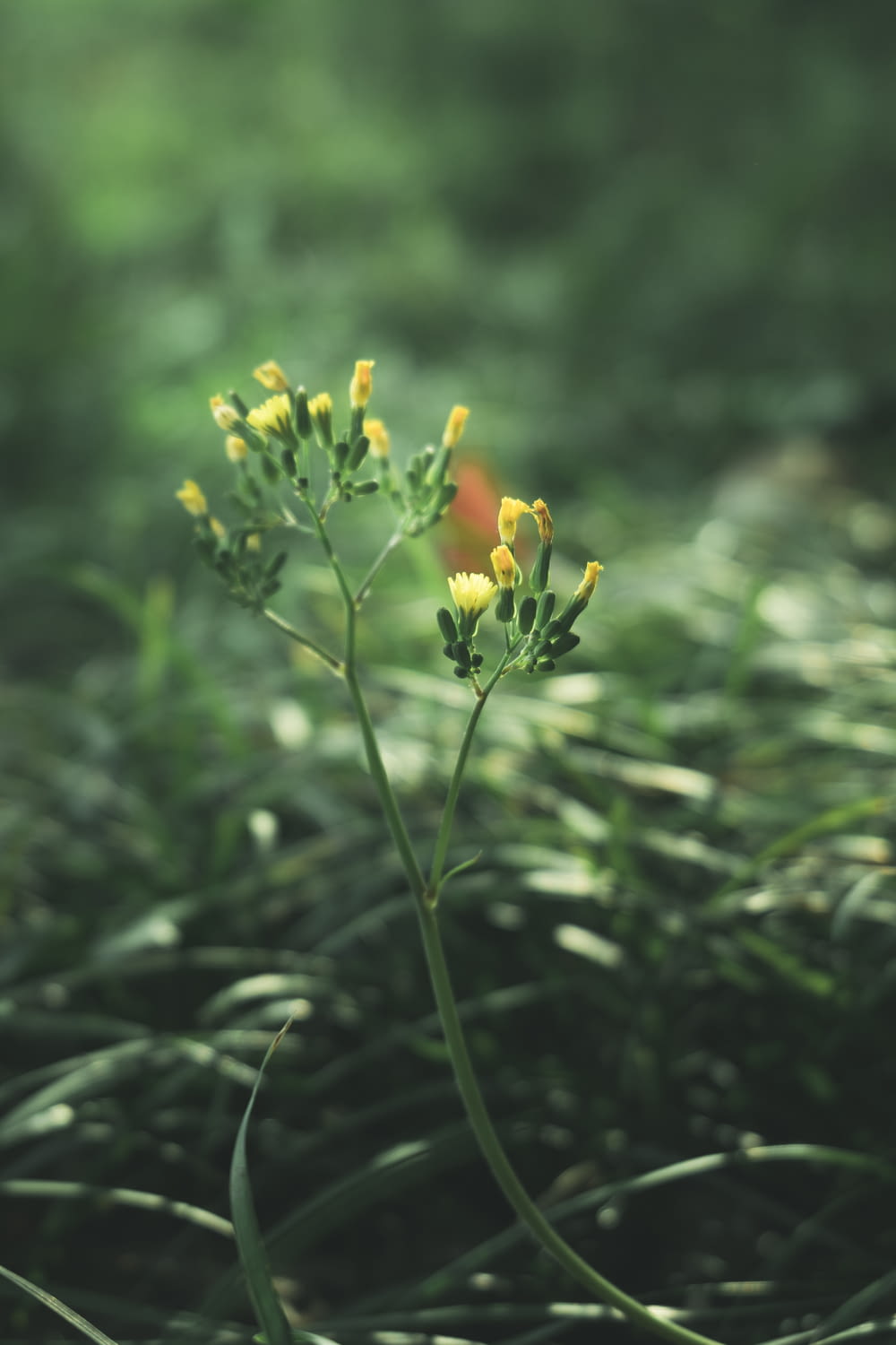 una pianta con fiori gialli nell'erba