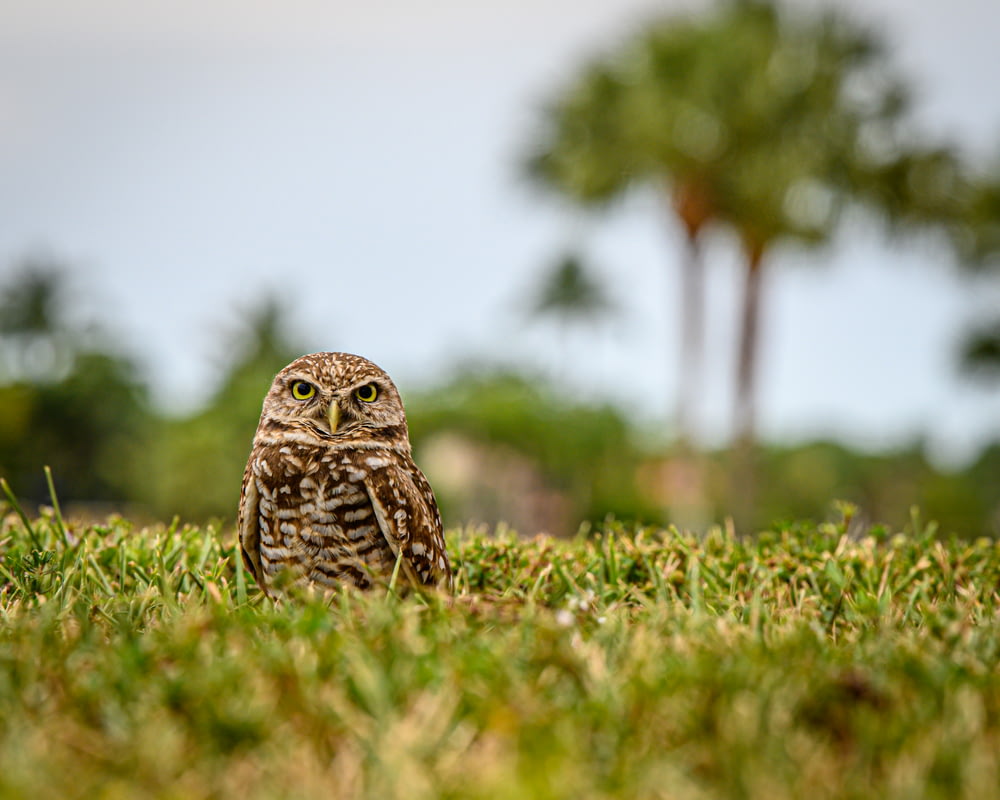 a small owl sitting on top of a lush green field