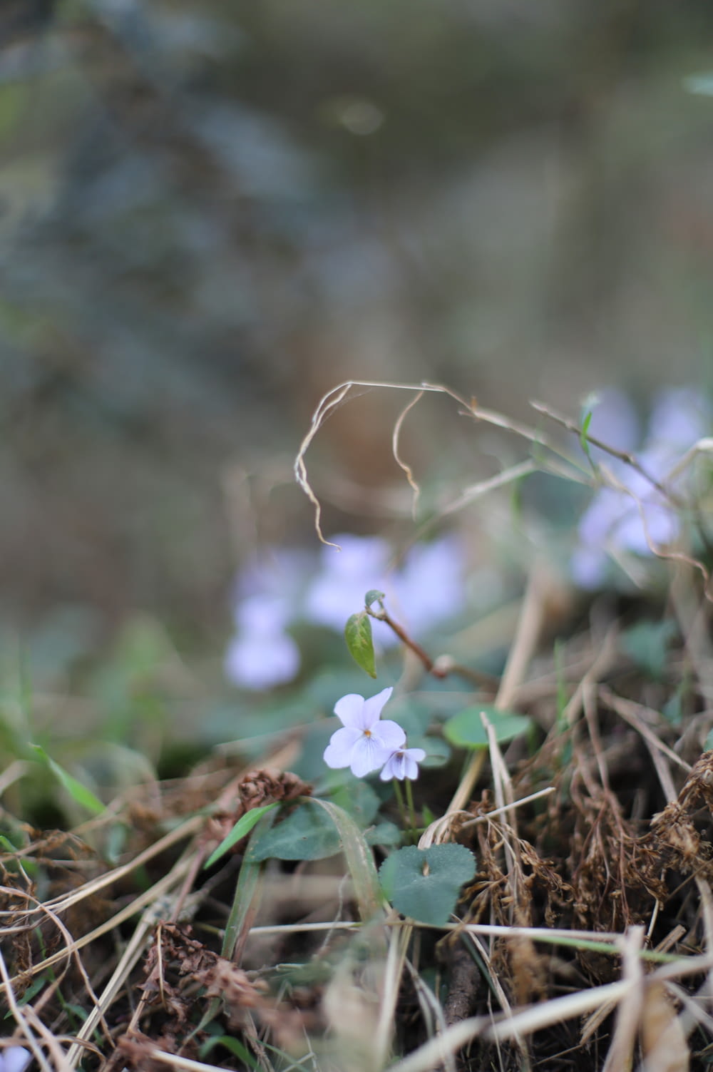 a small white flower growing out of the ground