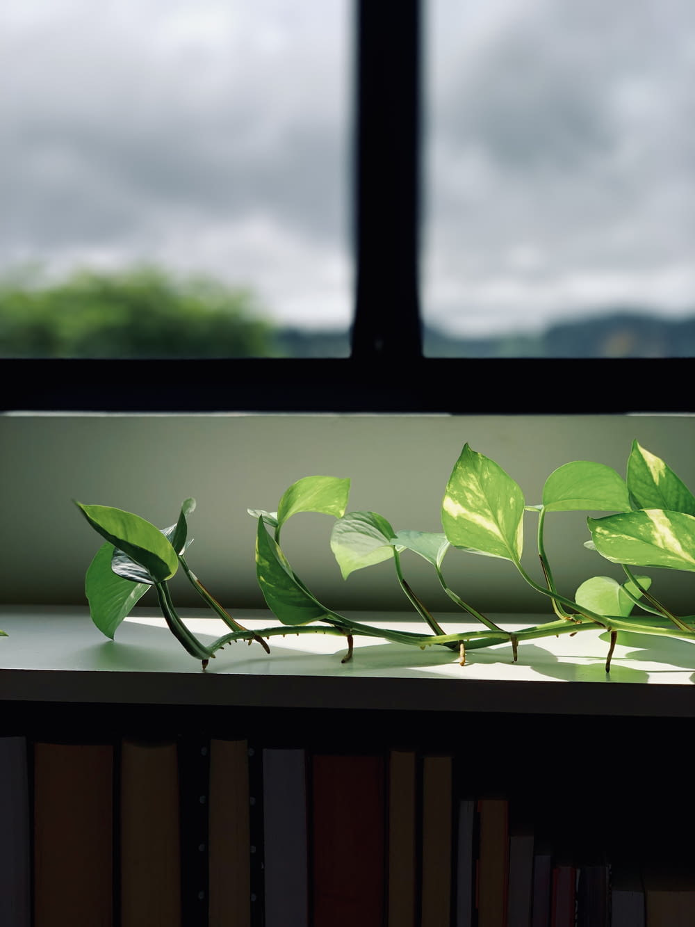 a window sill with a plant growing out of it