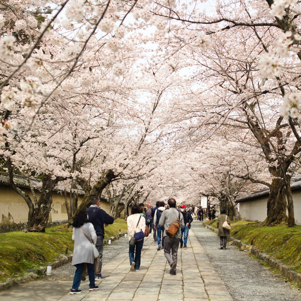 a group of people walking down a sidewalk under cherry blossom trees