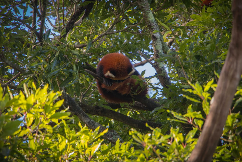 a red panda in a tree with leaves