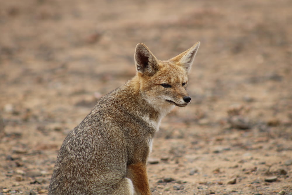 a small brown fox sitting on top of a dirt field